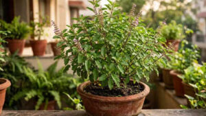 How to care for a tulsi plant and stop leaves from turning yellow.jpg