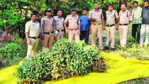 Investigators found 6148 opium plants weighing 1945 kg from the accuseds farm inside the forest.jpg