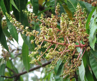Mango tree full of broom like flowers but no fruit heres why its a warning sign.jpg