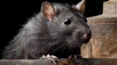 Meet the black rat that conquered the world the tiny stowaway that spread plague famine and chaos across continents and changed human history.jpg