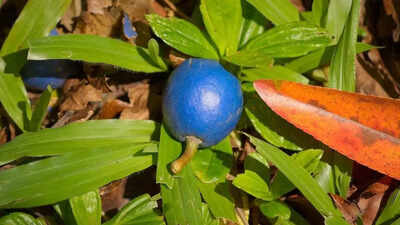 Meet the blue quandong tree that grows the worlds only true blue fruit.jpg