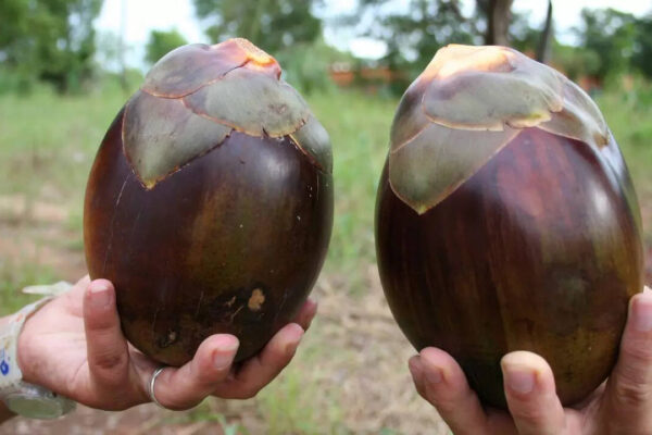 Msid 129103177imgsize 44454.cms .jpeg