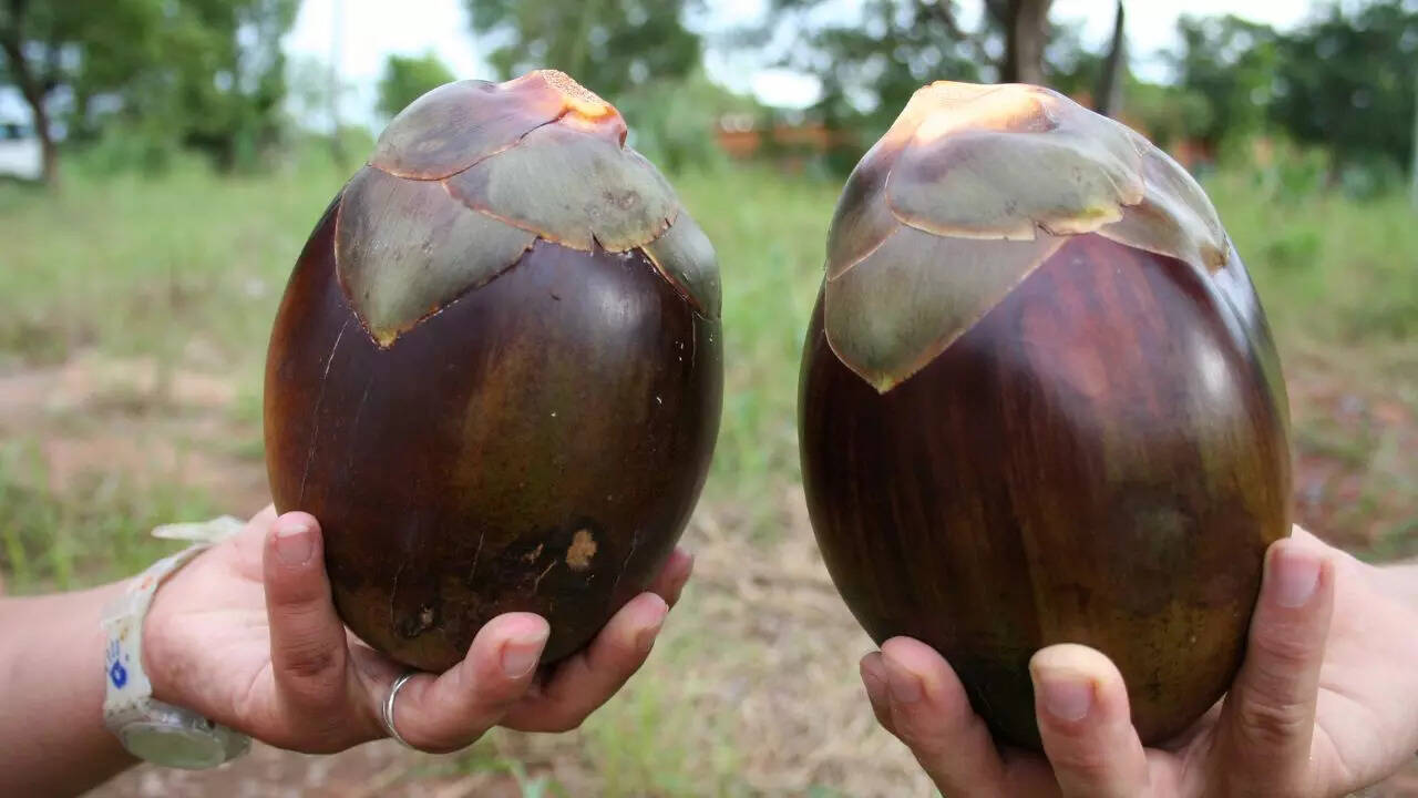 Msid 129103177imgsize 44454.cms .jpeg