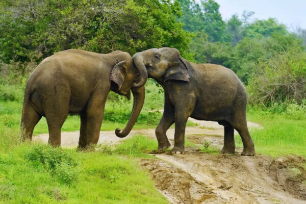 Msid 129414121imgsize 185338.cms .jpeg