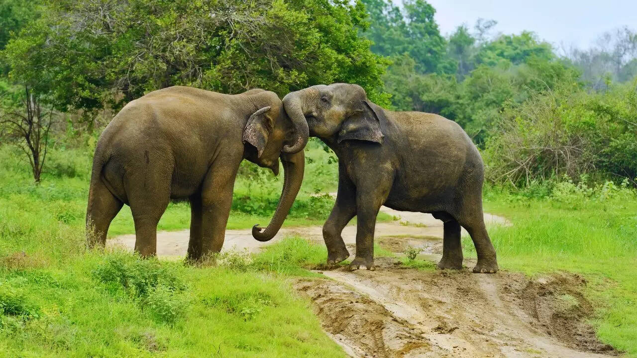 Msid 129414121imgsize 185338.cms .jpeg