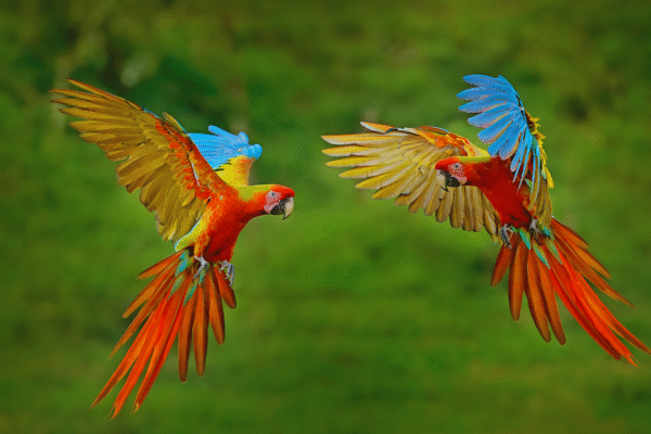 Msid 129613318imgsize 778078.cms .png