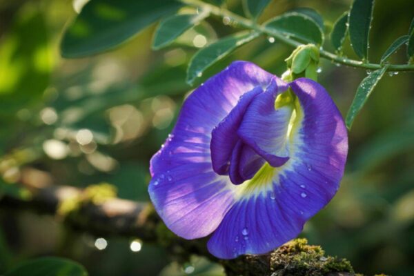 Msid 129738435imgsize 91699.cms .jpeg