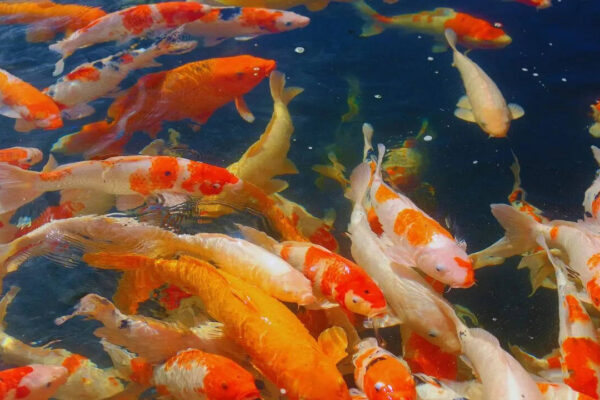 Msid 129759896imgsize 97222.cms .jpeg