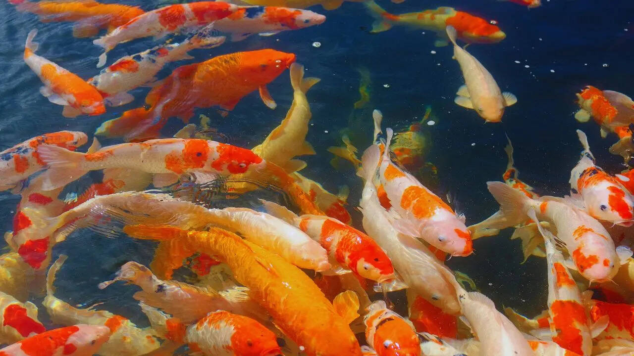 Msid 129759896imgsize 97222.cms .jpeg