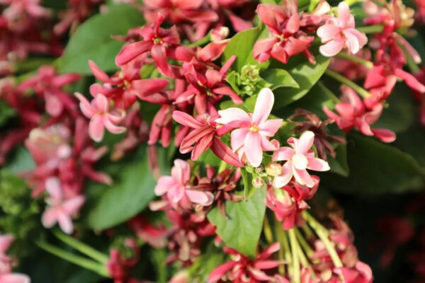 Msid 129809484imgsize 65136.cms .jpeg