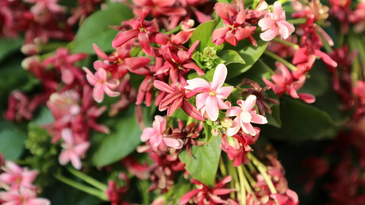 Msid 129809484imgsize 65136.cms .jpeg