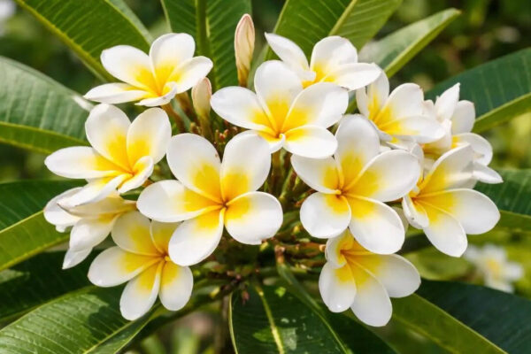 Msid 129817456imgsize 60462.cms .jpeg