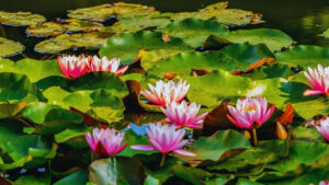 Msid 129852647imgsize 97442.cms .jpeg