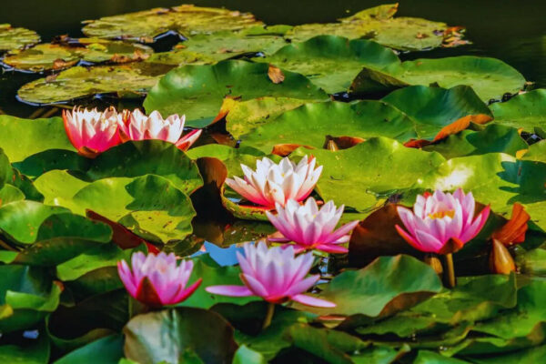 Msid 129852647imgsize 97442.cms .jpeg