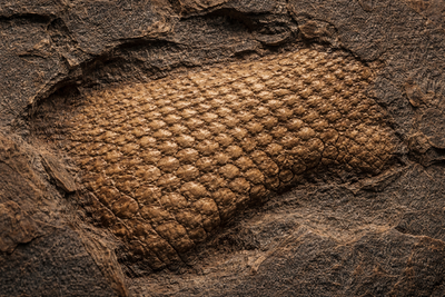 Scientists find a 289 million year old reptile skin fossil in an oklahoma cave and its rewriting history.jpg