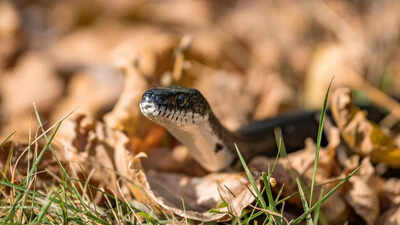 Snake in your garden heres what to do and not do to stay safe and avoid common mistakes homeowners make.jpg