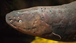 This fish can generate powerful electric shocks hunt prey and navigate murky waters.jpg