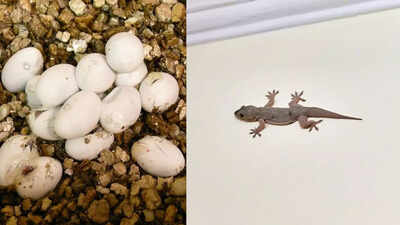 Where do house lizards lay eggs inside homes image source canva.jpg