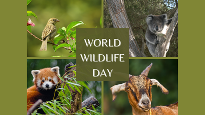World wildlife day.jpg