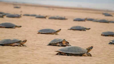 Worlds biggest maternity ward 41000 giant turtles gather on a single amazon beach.jpg