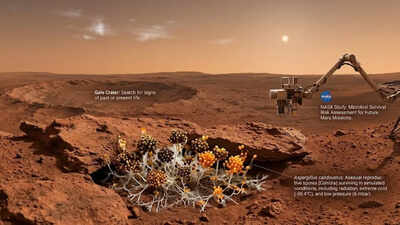 Can earths fungi survive on mars nasa study reveals surprising answers.jpg