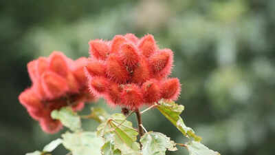How to grow sindoor plant at home for natural red colour and multiple benefits.jpg