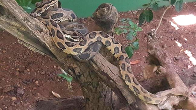 Katraj snake park india 10 things no one tells you about this tourist destination.jpg