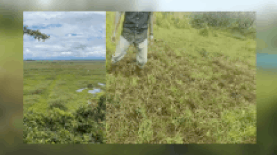 Phumdis are thick floating mats of vegetation soil and organic matter that form natural platforms on water supporting life in keibul lamjao national park.jpg