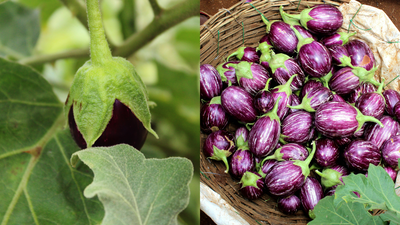 Purple brinjal vs green brinjal which is better for bharta fry and sabzi.jpg
