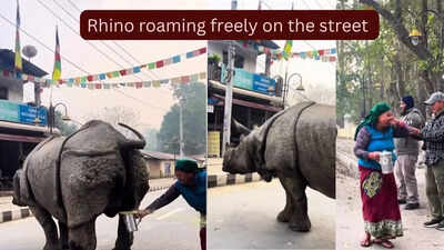 Rhino urinated on the street.jpg