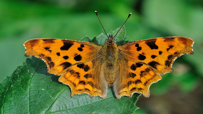 Butterfly.jpg