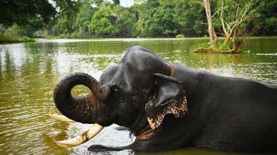 Elephant bathing session at dubare.jpg