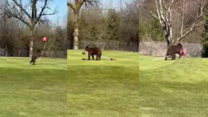 In the video the bears can be seen entering the golf course premises and making off with the flag.jpg