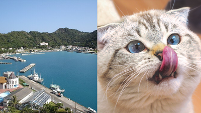 Japan removed 131 invasive cats from a remote island and the ecosystem rebounded faster than expected.jpg
