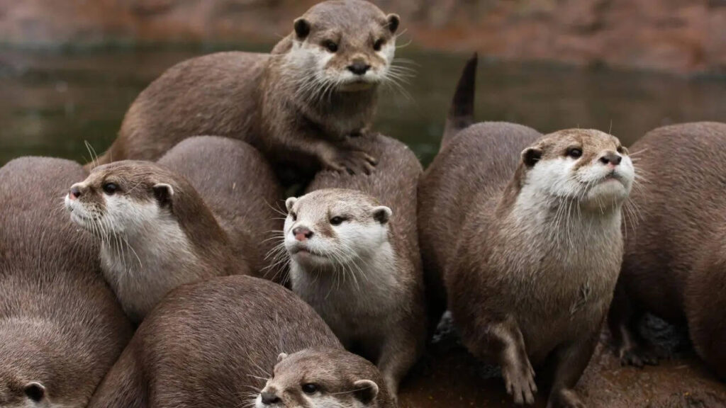 Otter.jpg
