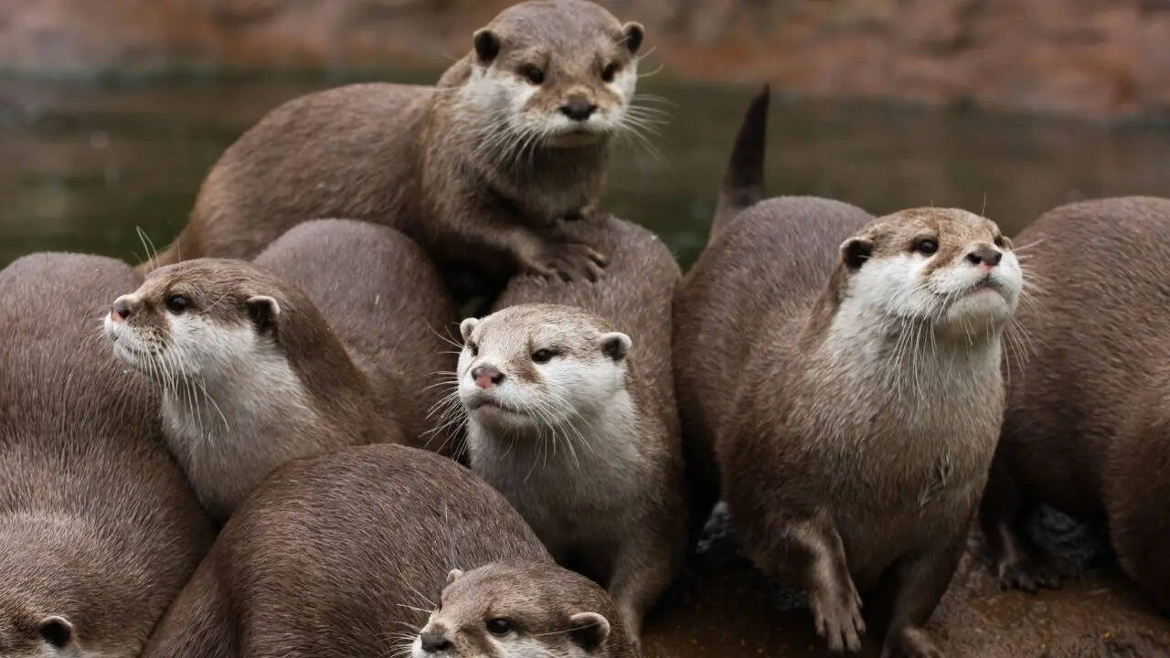 Otter.jpg