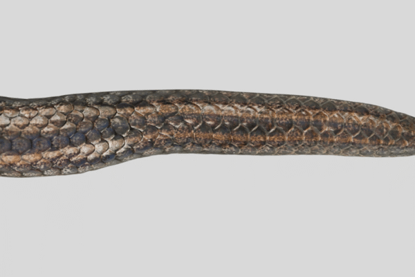 Msid 131464001imgsize 572820.cms .png