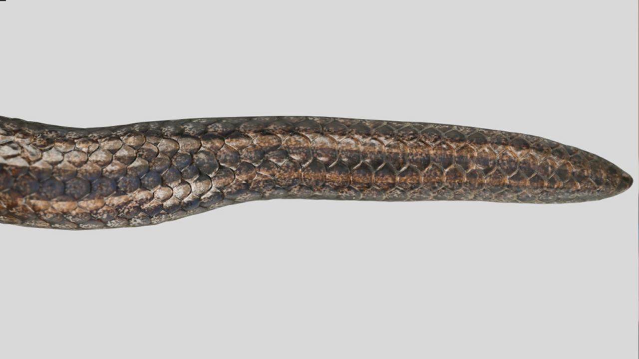 Msid 131464001imgsize 572820.cms .png