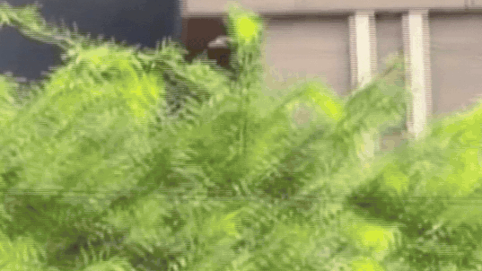 Msid 131489162imgsize 9298797.cms .gif